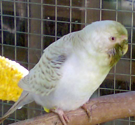 green_faced.jpg