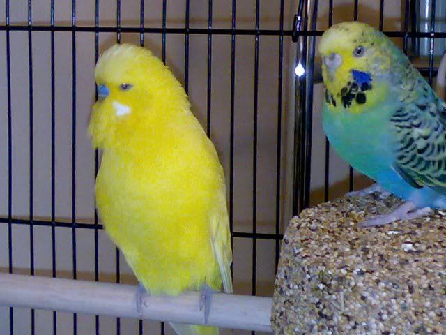 pair1.jpg