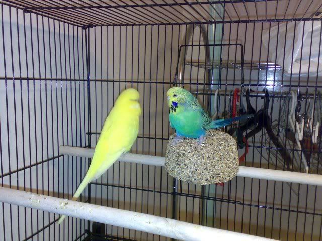 pair3.jpg