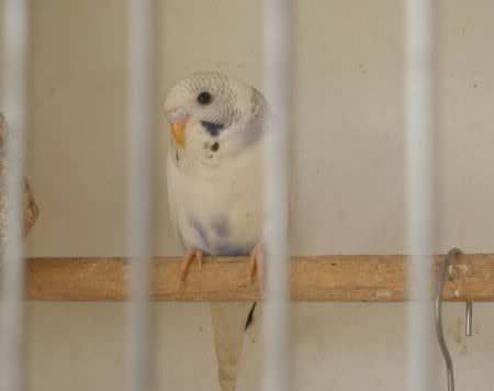 ah_1st_2_fledge_1.jpg