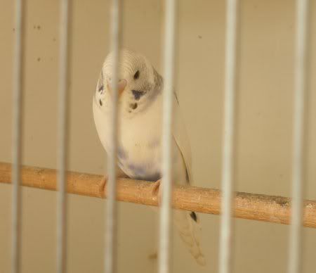ah_1st_2_fledge_2.jpg