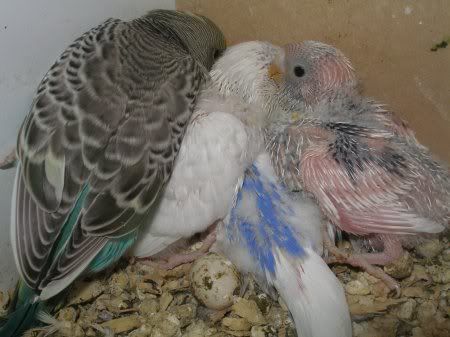ah_featheringpile1.jpg