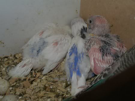 ah_featheringpile_without_journe-1.jpg