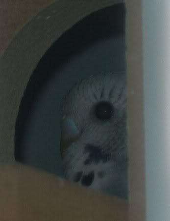 ah_gabreille_in_nestbox2.jpg