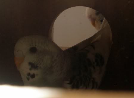 ah_gabrielle_in_nestbox1.jpg