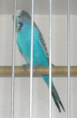green_faced_nibbler.jpg