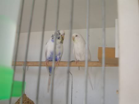 hugo_and_angel.jpg