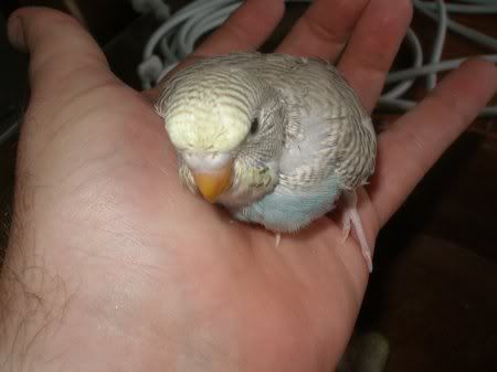sc_2nd_eldest_nestling1.jpg