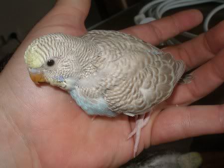 sc_2nd_eldest_nestling2.jpg