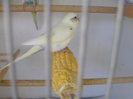 sc_eldest_corn.jpg