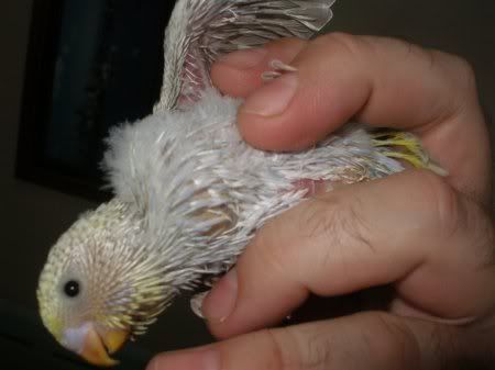 sc_middle_stomach_feathers.jpg