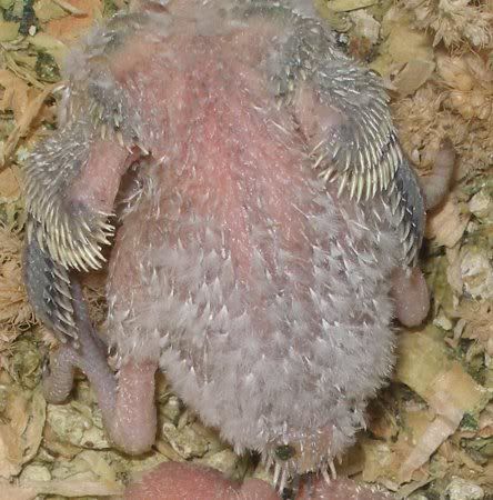 tn_2ndeldest_tailfeathers.jpg