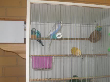 tn_cage.jpg