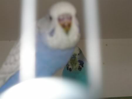 tn_eldest_fledged_nibbler_bground.jpg