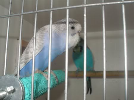 tn_eldest_fledged_nibbler_bground2.jpg