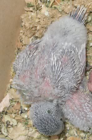 tn_eldest_tailfeathers.jpg