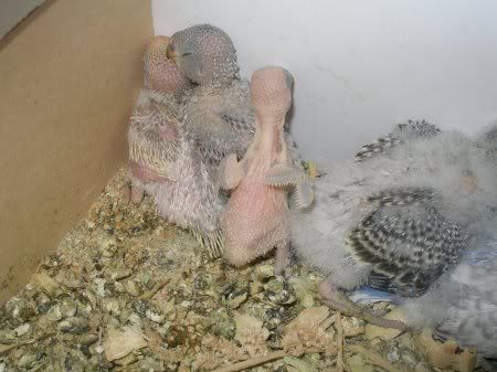 tn_featheringpile3.jpg