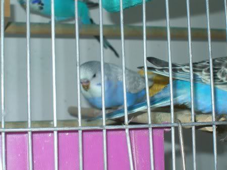 tn_hmmm_tail_feathers.jpg
