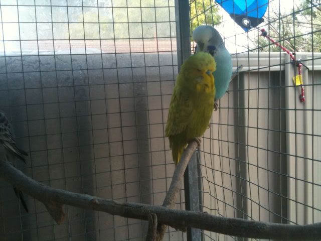budgies010.jpg