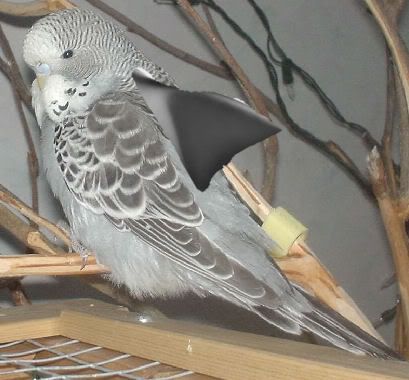 sharkfinbudgie.jpg