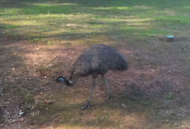 emu1.jpg