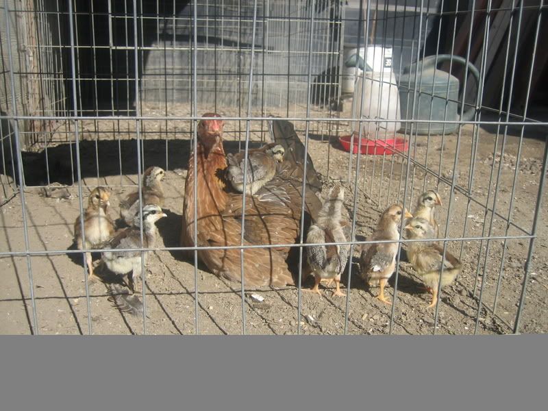 Toppy Grey Gamefowl For Sale Toppy Grey Gamefowl For Sale