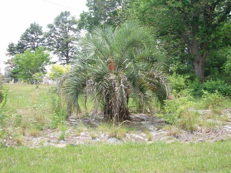 Palmsinmonroe001.jpg