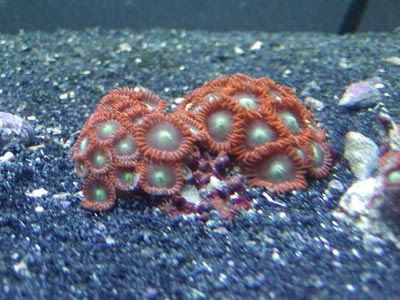 zoas_hers.jpg