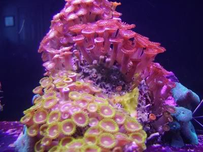 zoas_mine.jpg