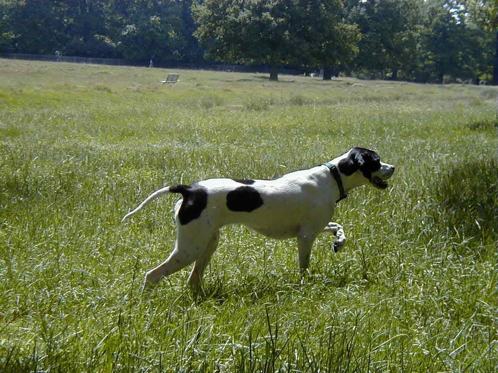 PippathePointer2.jpg