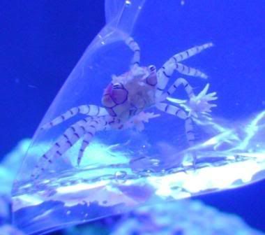 AquariumSaltBiocube29G022_sm.jpg