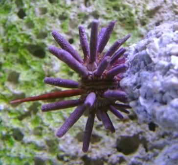 AquariumSaltBiocube29G026_sm.jpg