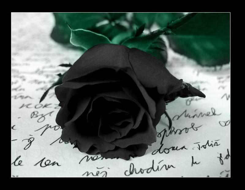 Black Rose Romantic Gothic Love