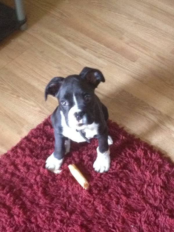 puppy stool overfeeding soft stool boxer forum boxer breed forums puppy stool overfeeding soft stool boxer forum boxer breed forums
