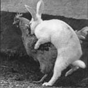 538354_chicken-rabbit-sex-1.png