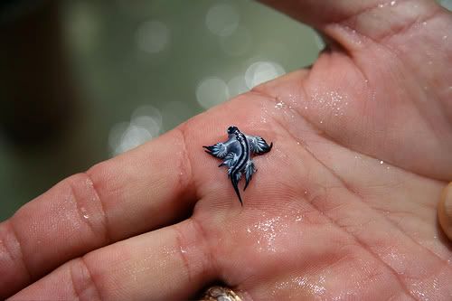 sea slug pokemon