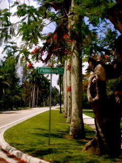 Poinciana