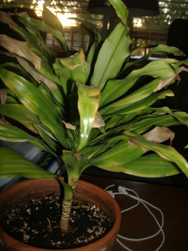 Houseplant Identification and Care Help