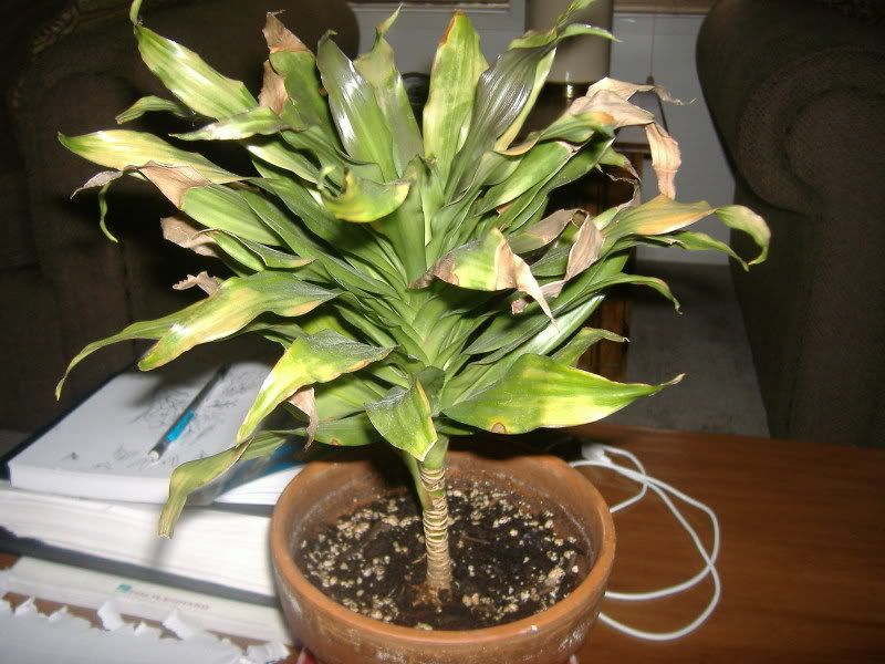 Houseplant Identification and Care Help