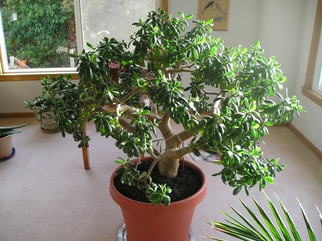 Sick Jade Plant