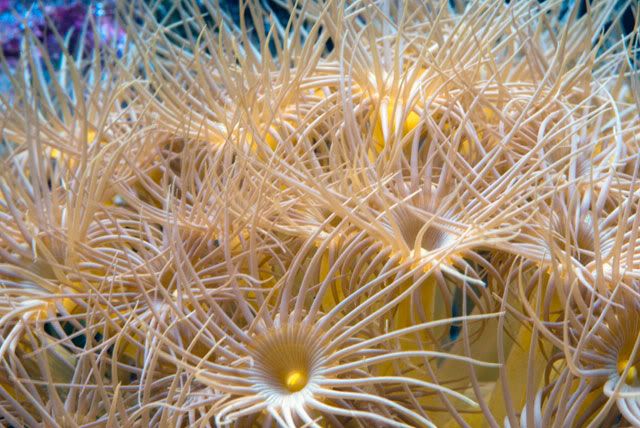 yellow-polyps.jpg