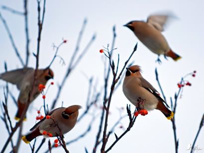 Птицы Которые Едят Рябину Фото