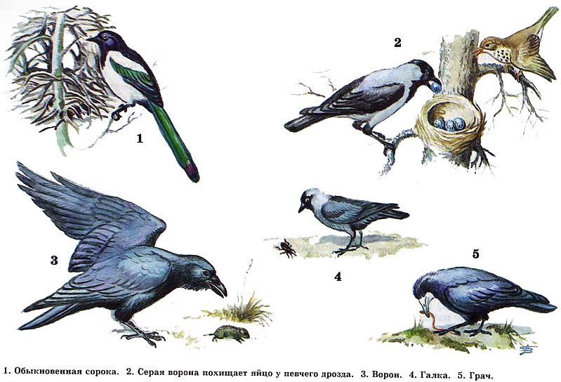 Разновидности Птиц Фото И Их Названия