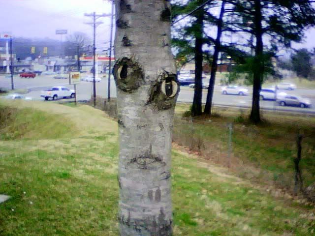 CreepyTree030109a.jpg