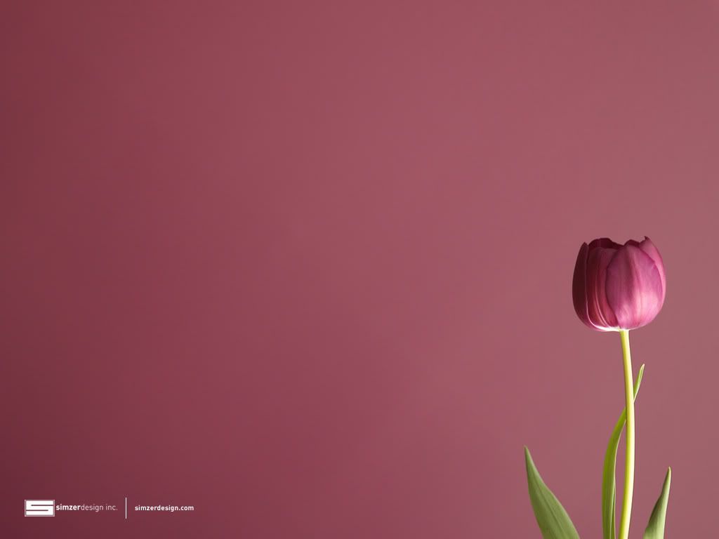 tulip wallpaper on Tulip Wallpaper   Tulip Desktop Background