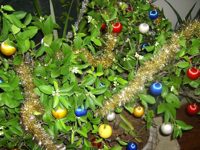 28 best citrus smelling christmas tree christmas trees 28 best citrus smelling christmas tree christmas trees