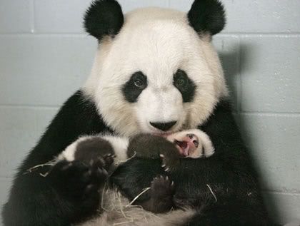 http://i127.photobucket.com/albums/p142/ivorydog/animals/mommy_panda_lun-lun_nuzzles_cub.jpg