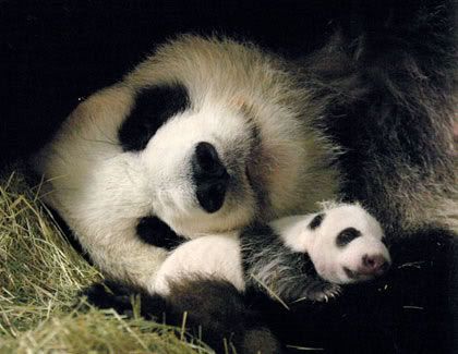 http://i127.photobucket.com/albums/p142/ivorydog/animals/zoo-atlanta_giant_panda_lun-lun_and.jpg