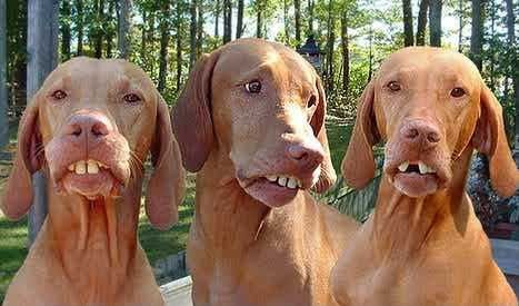 funny teeth photo: Redneck Hunting Dogs easttexasbirdawgs-teeth-funny-1.jpg