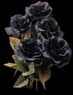 blackroses1ye1.jpg